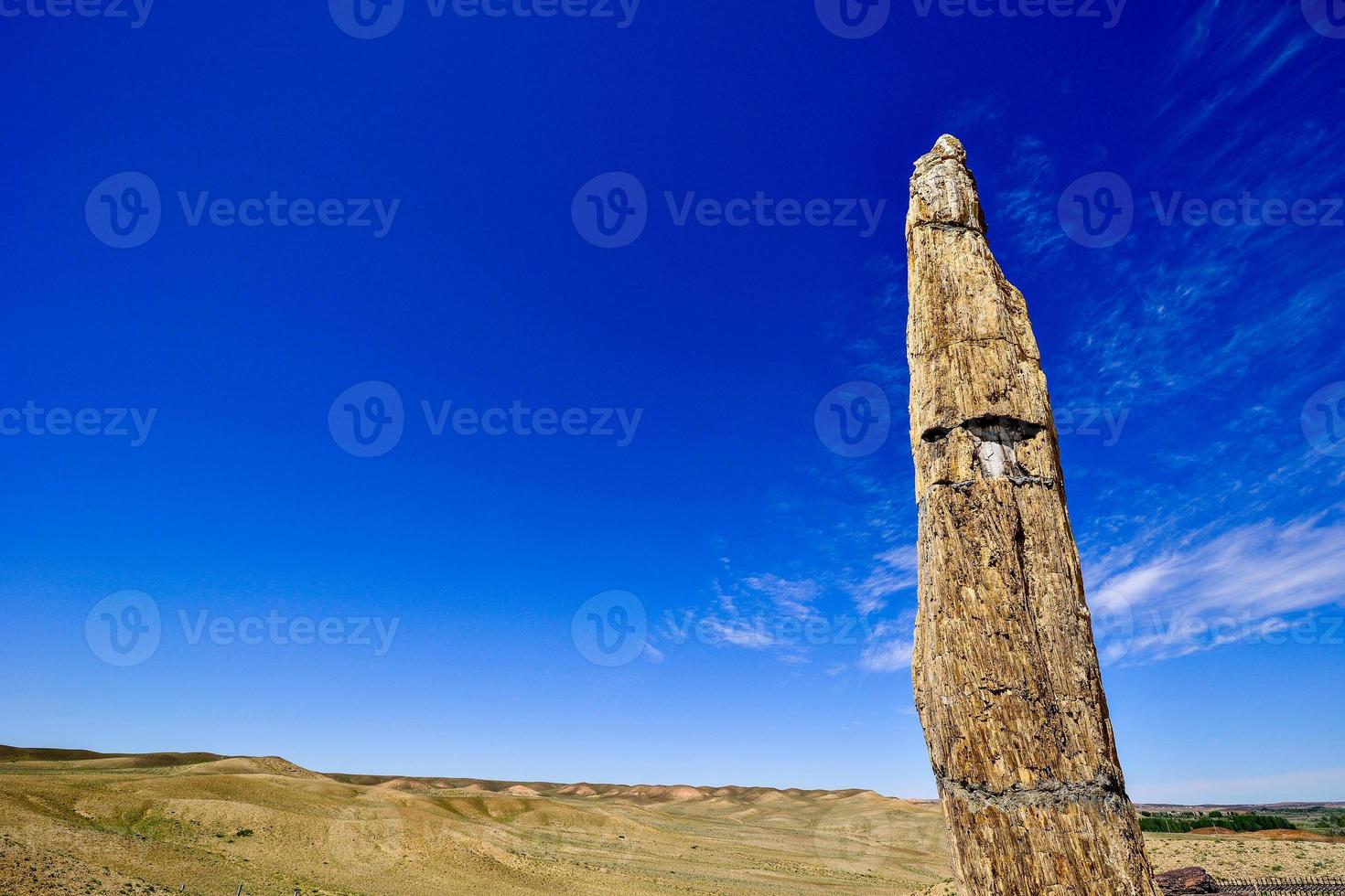 Silicified wood from the Jungar Basin in Xinjiang, also known as wood fossils photo