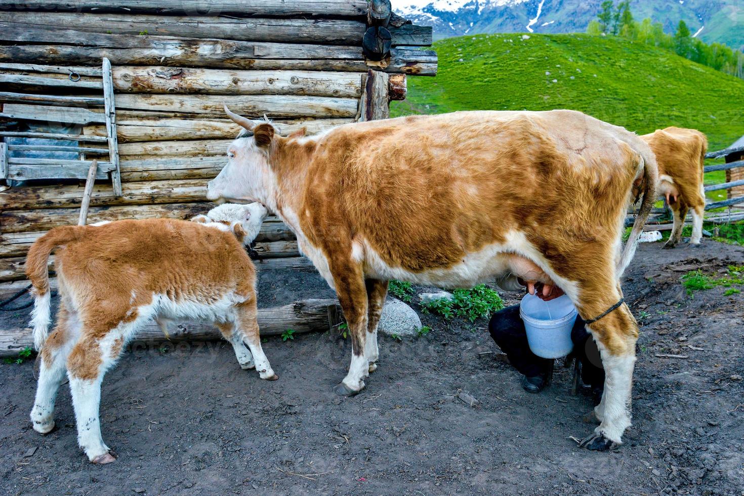 Tuva people in Kanas Lake are milking cows photo