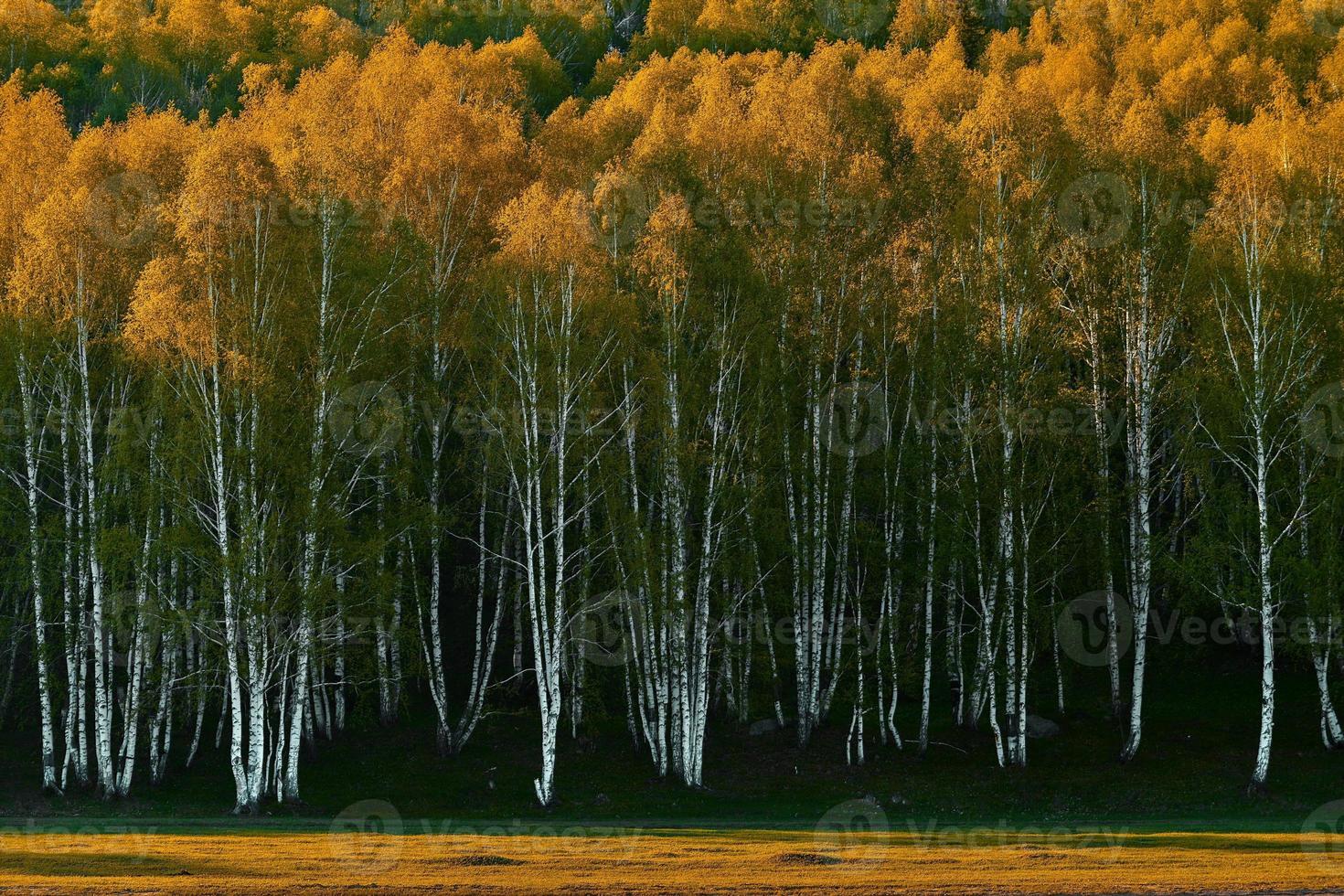 The beautiful birch forest in spring in Hemu Village, Xinjiang is like a fairyland photo