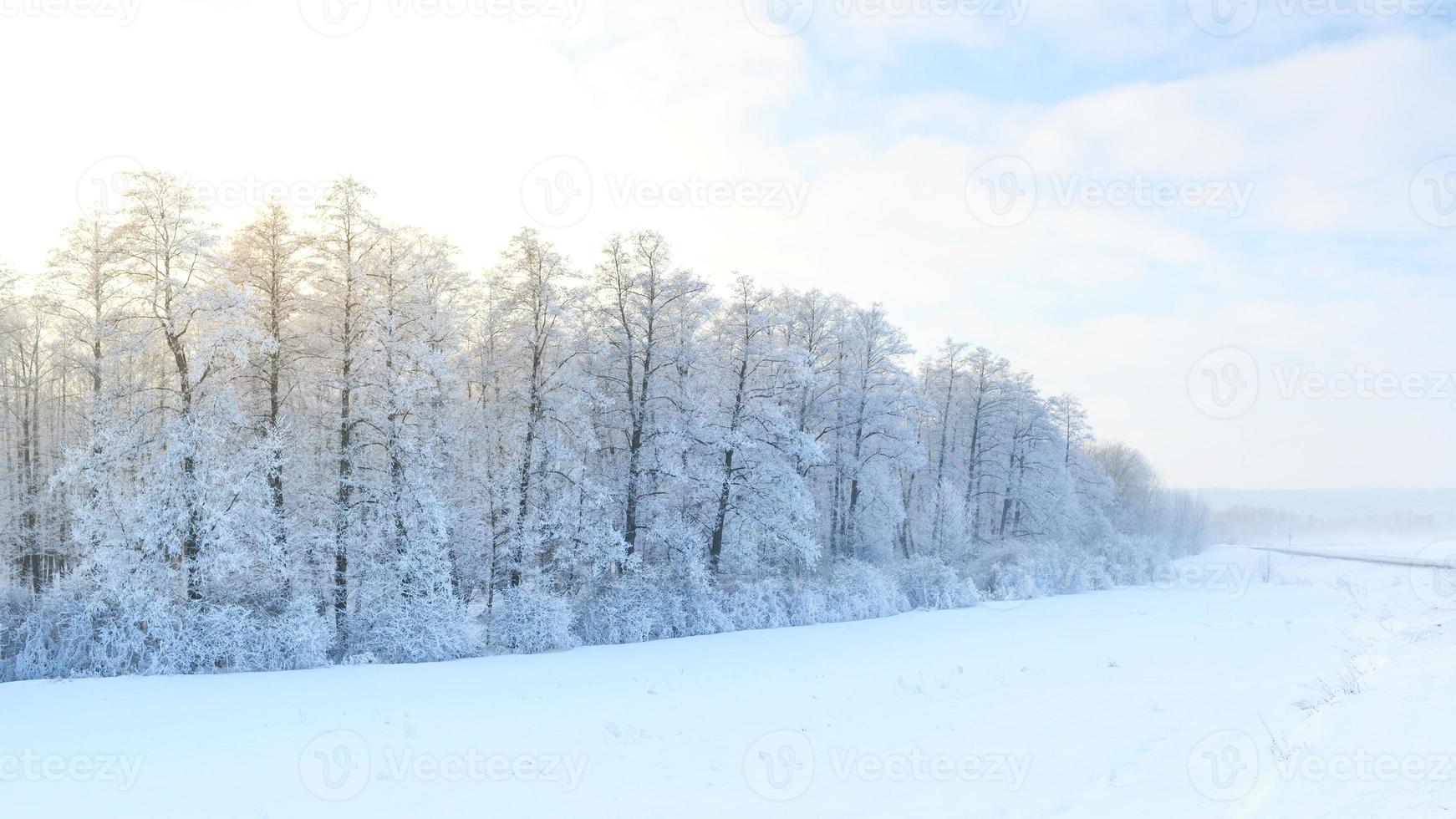 Winter landscape with green fir trees covered with snow and winter sun photo