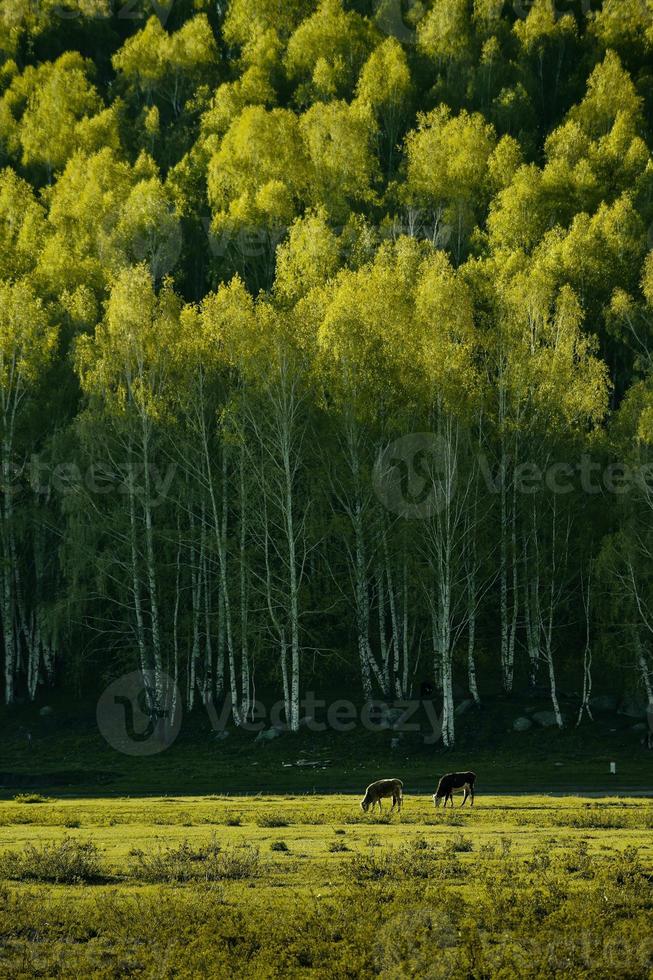 The beautiful birch forest in spring in Hemu Village, Xinjiang is like a fairyland photo