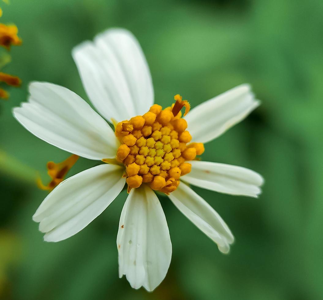 ketul flower or what is known scientifically as biden pilosa, is a wild plant that is often found alongside roads or in plantations in the tropics, flower wallpaper photo