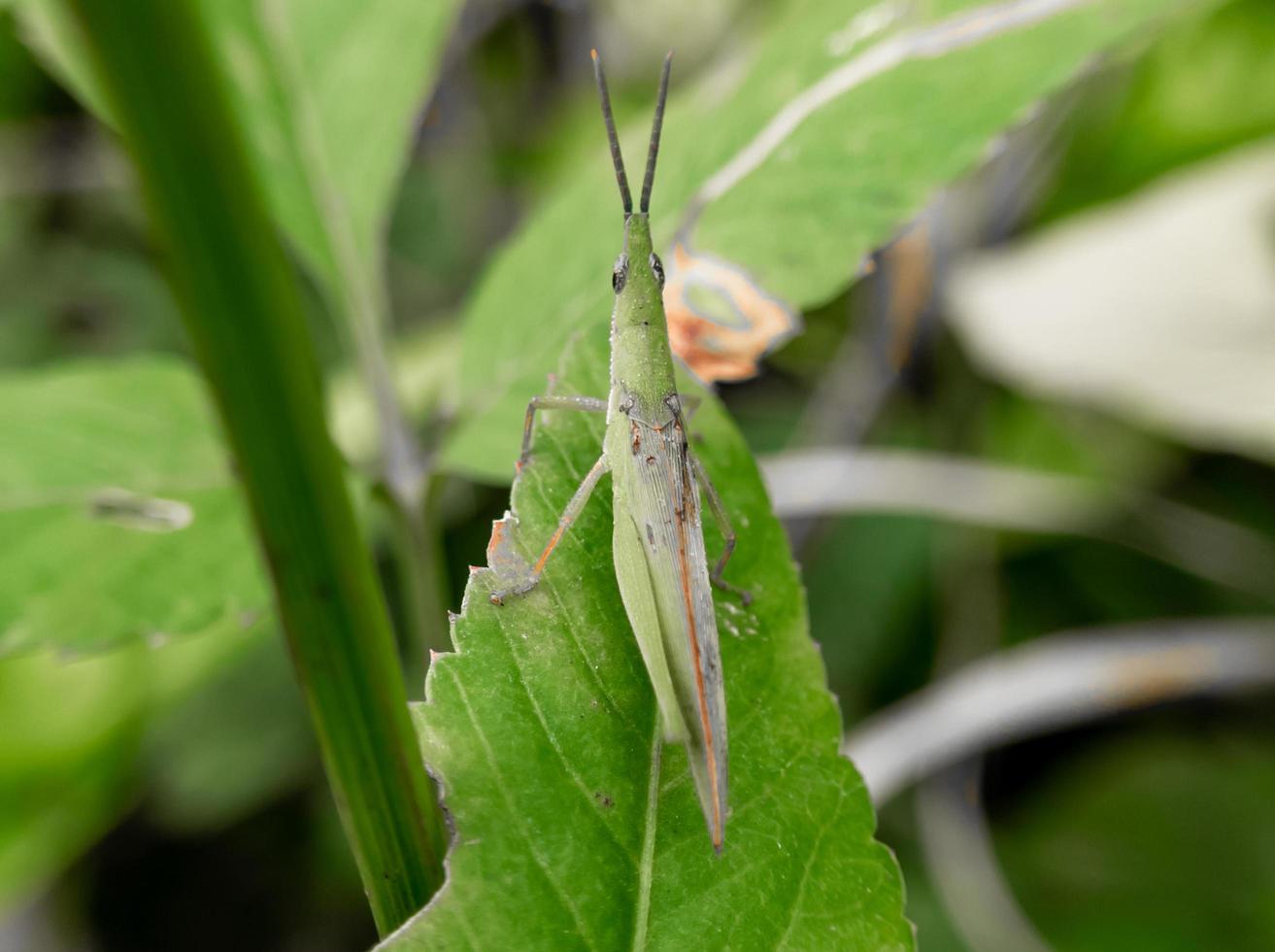 close up green grasshopper on a leaf, insect backgroun, fauna photo