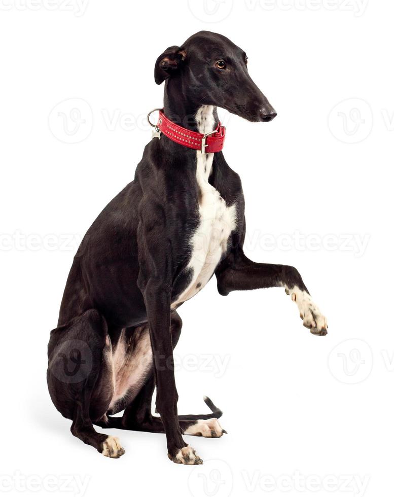 galgo perro en blanco antecedentes foto