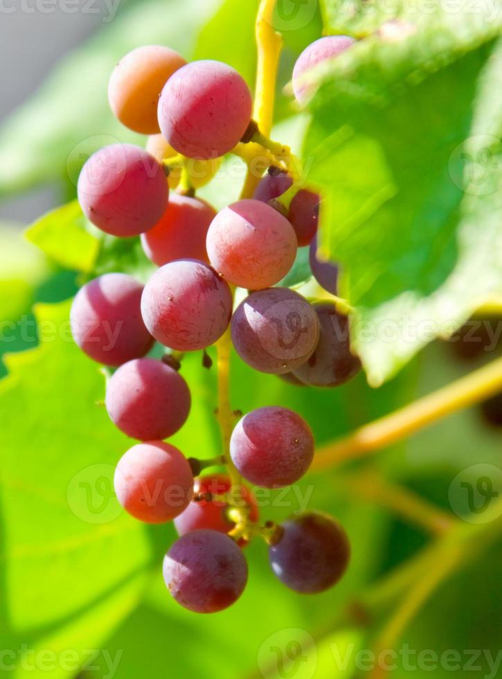 Red grapes vine photo