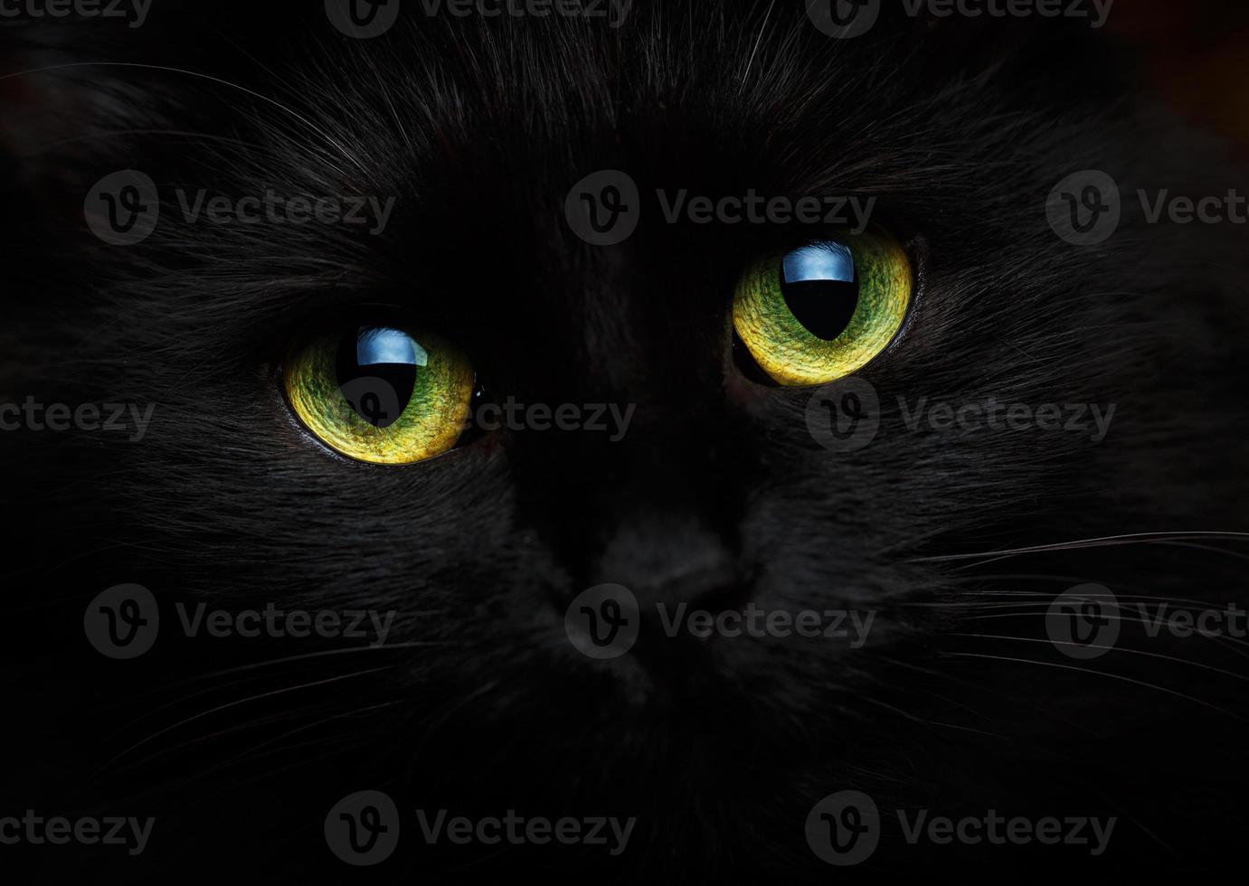 Cute muzzle of a black cat close up photo