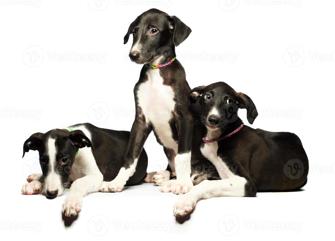 Tres linda cachorros galgos en un blanco foto