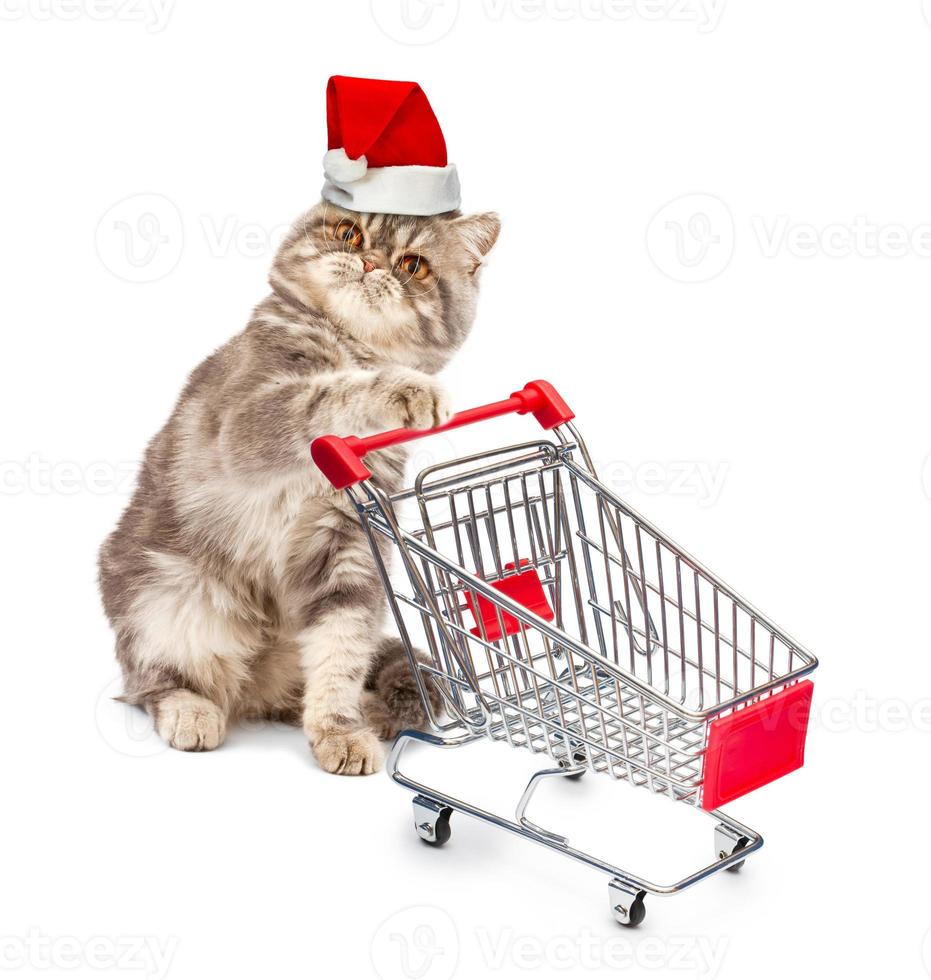 Cat in a Christmas cap with a cart photo