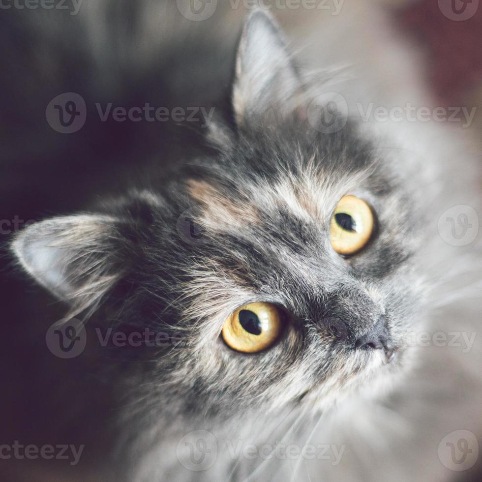 Grey Cat portrait photo