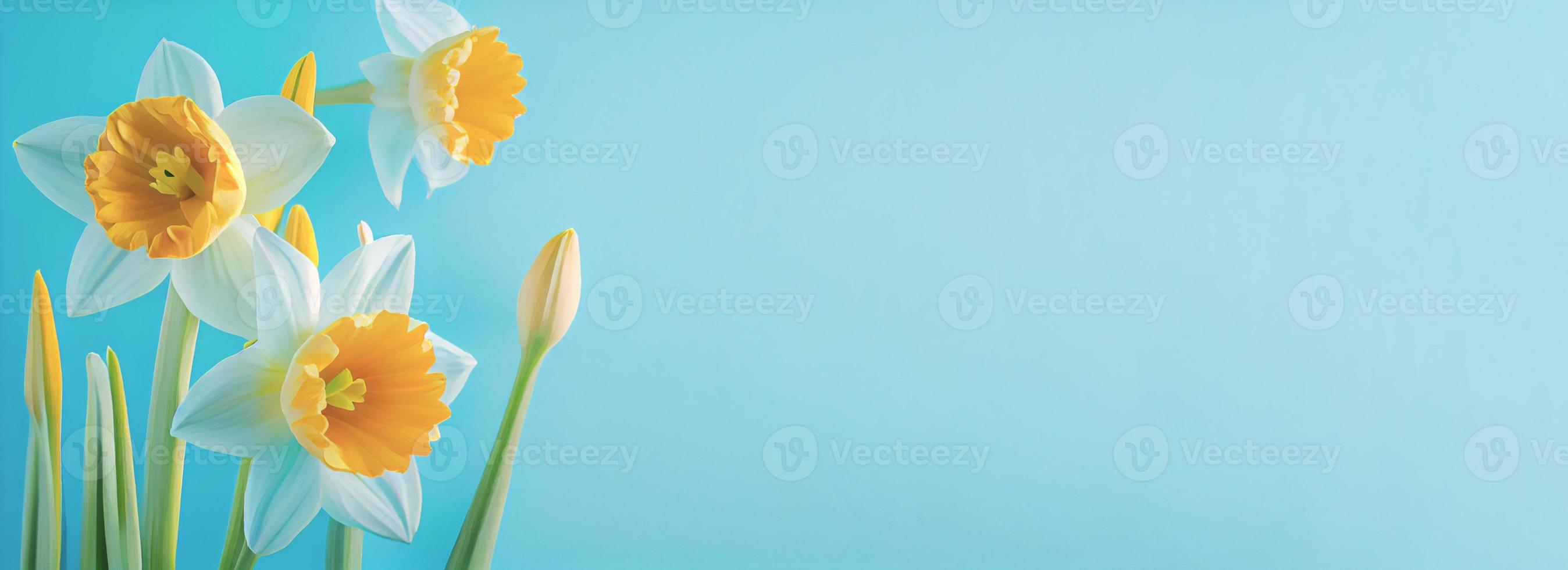 Spring easter background with top view of daffodils bouquet on light blue background with copy space photo