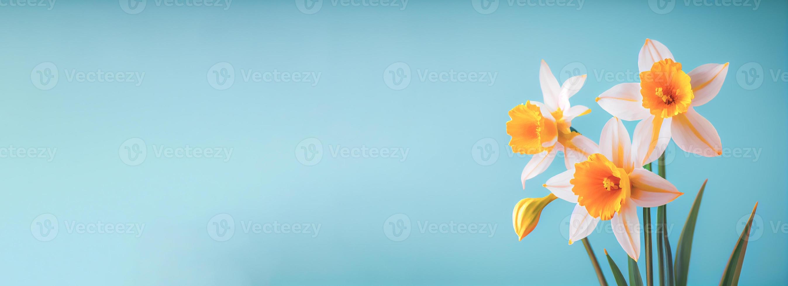 Spring easter background with top view of daffodils bouquet on light blue background with copy space photo