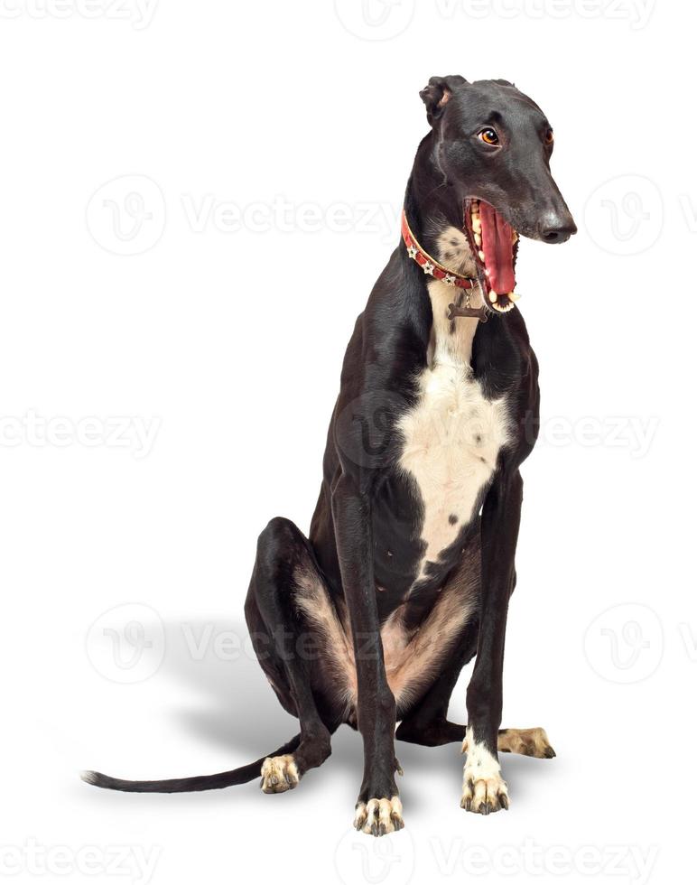 Greyhound dog on white background photo