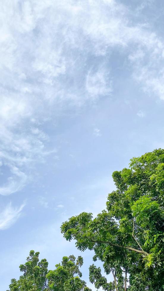 Beautiful Blue Sky Trees View. photo