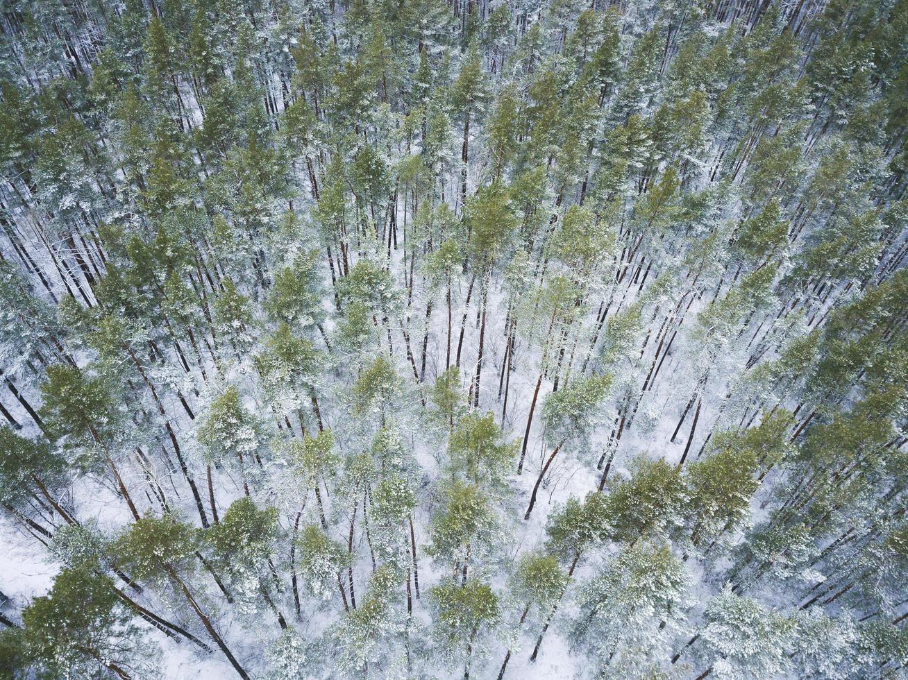 View from height to the winter forest covered with snow photo