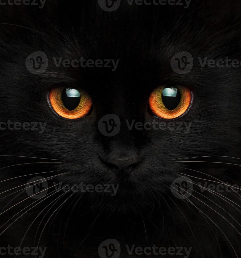 Cute muzzle of a black cat with red eyes photo