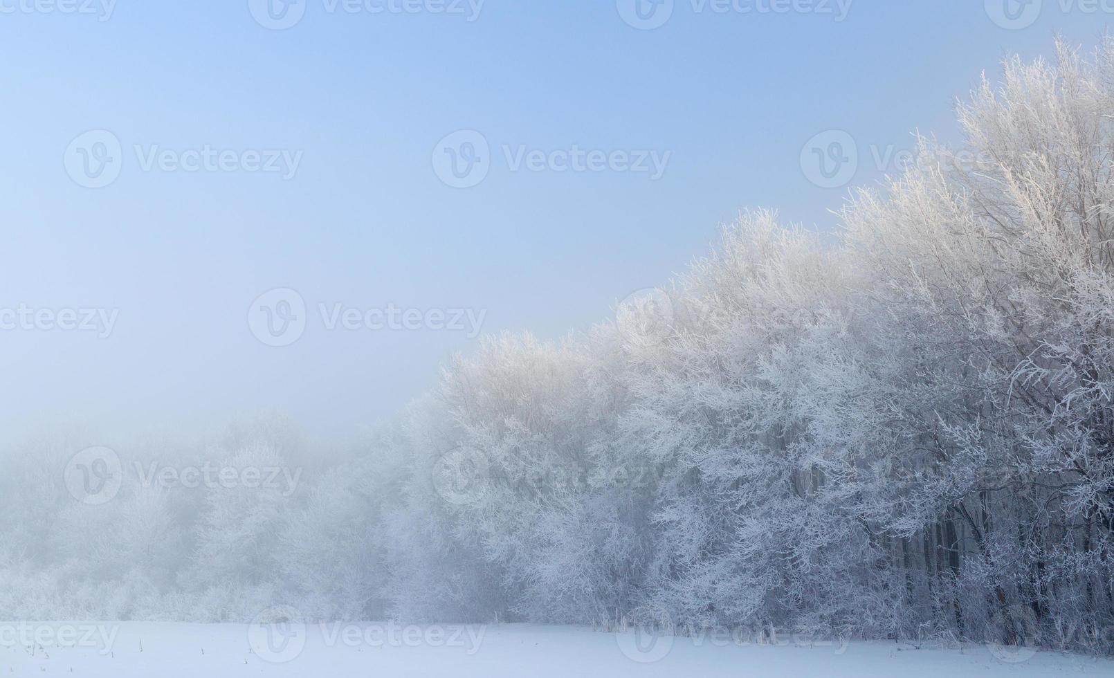 Cold winter day, beautiful hoarfrost and rime on trees photo