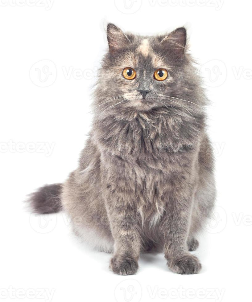 Grey cat on white background photo