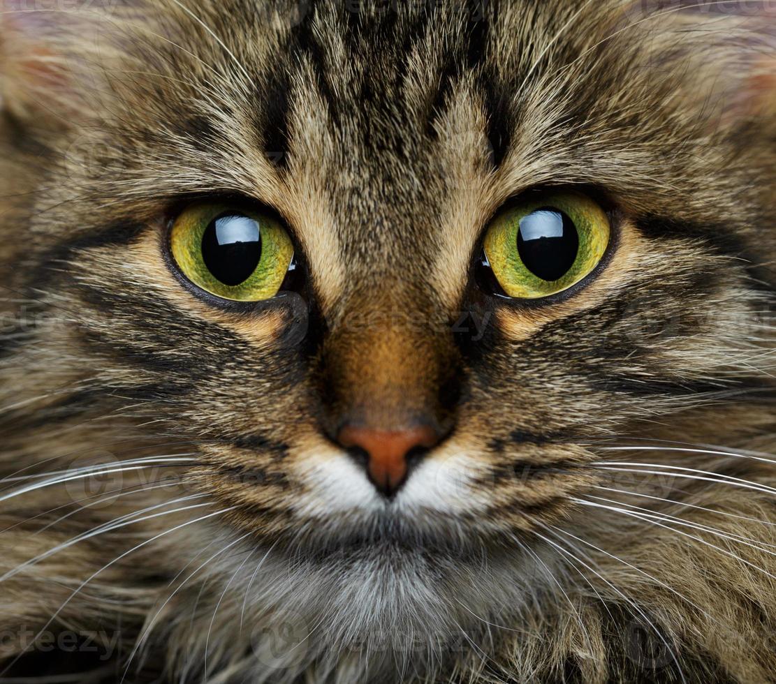 Cute muzzle tabby cat photo