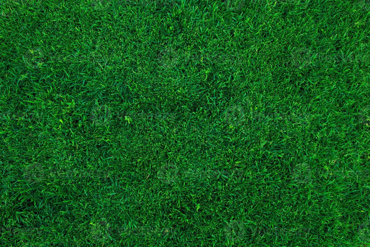 Green grass background photo