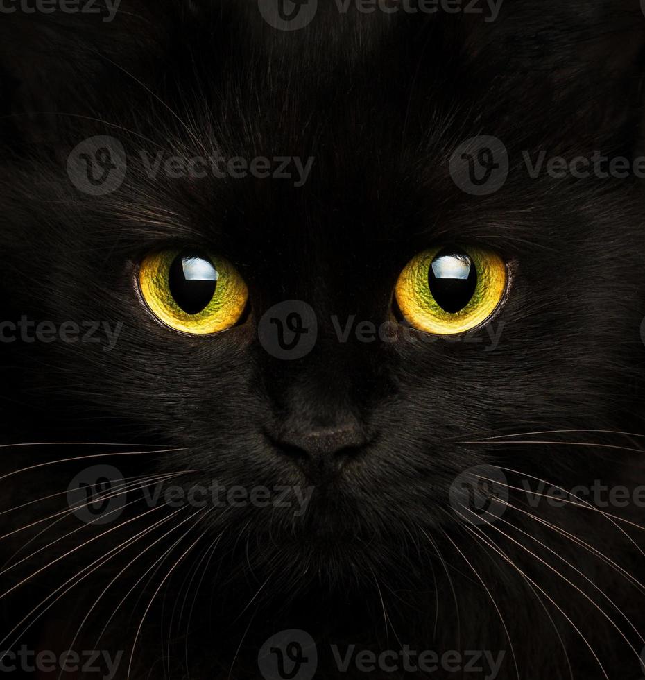 Cute muzzle of a black cat photo