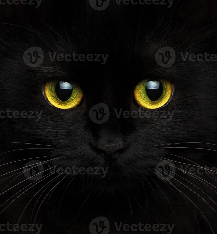 Cute muzzle of a black cat close up photo