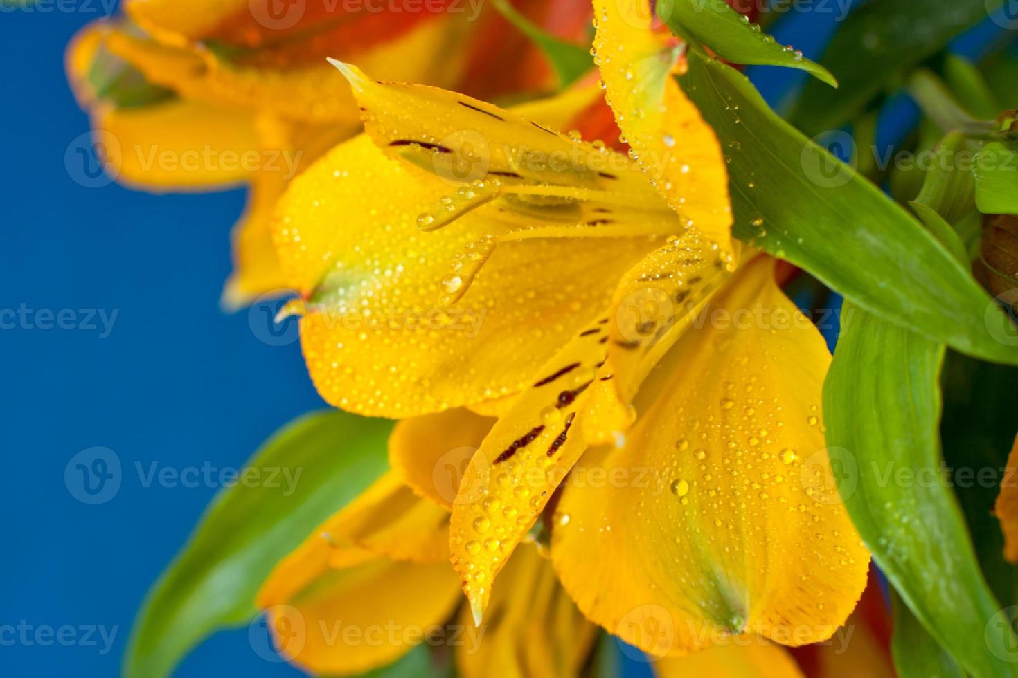 Wild Yellow Orchid photo