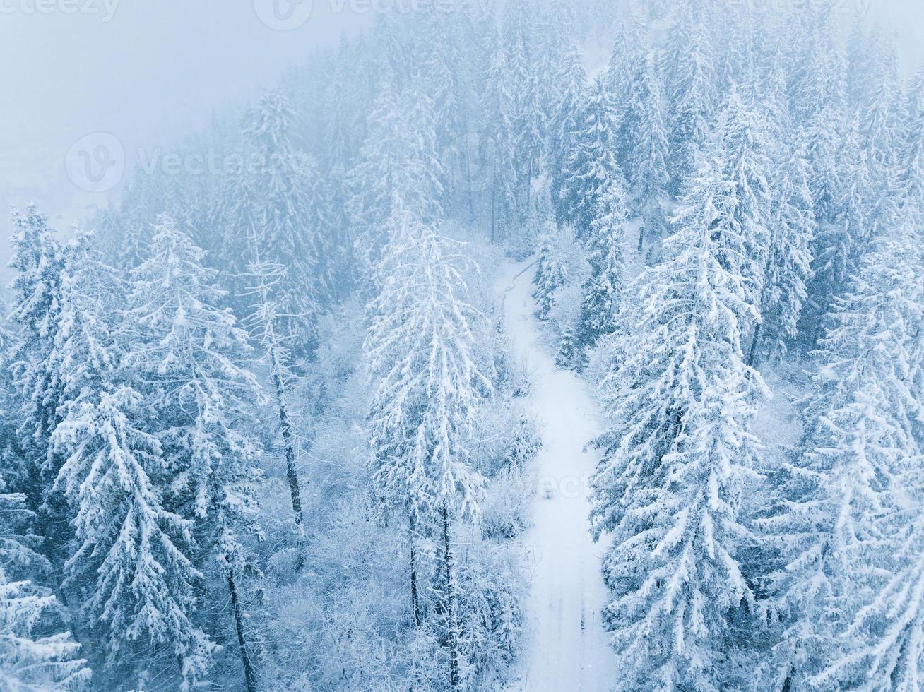 Flight over snowstorm in a snowy mountain coniferous forest, uncomfortable unfriendly winter weather. photo