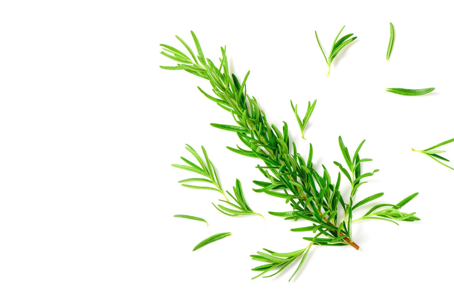 Top view Branch of fresh rosemary isolated on white background. photo