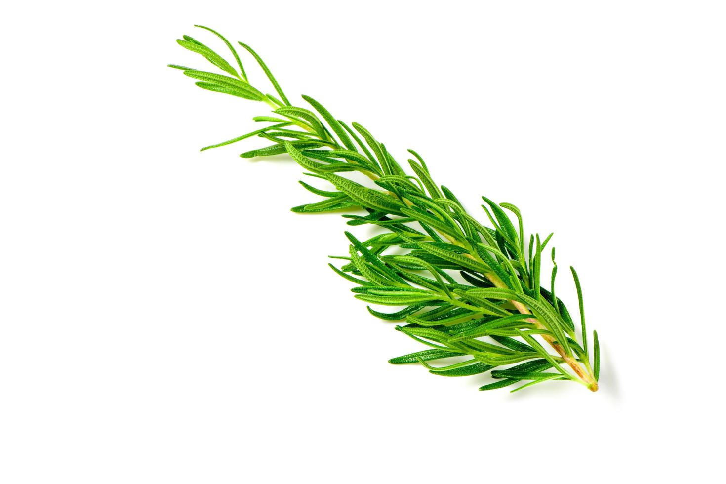 Branch of fresh rosemary isolated on white background. photo