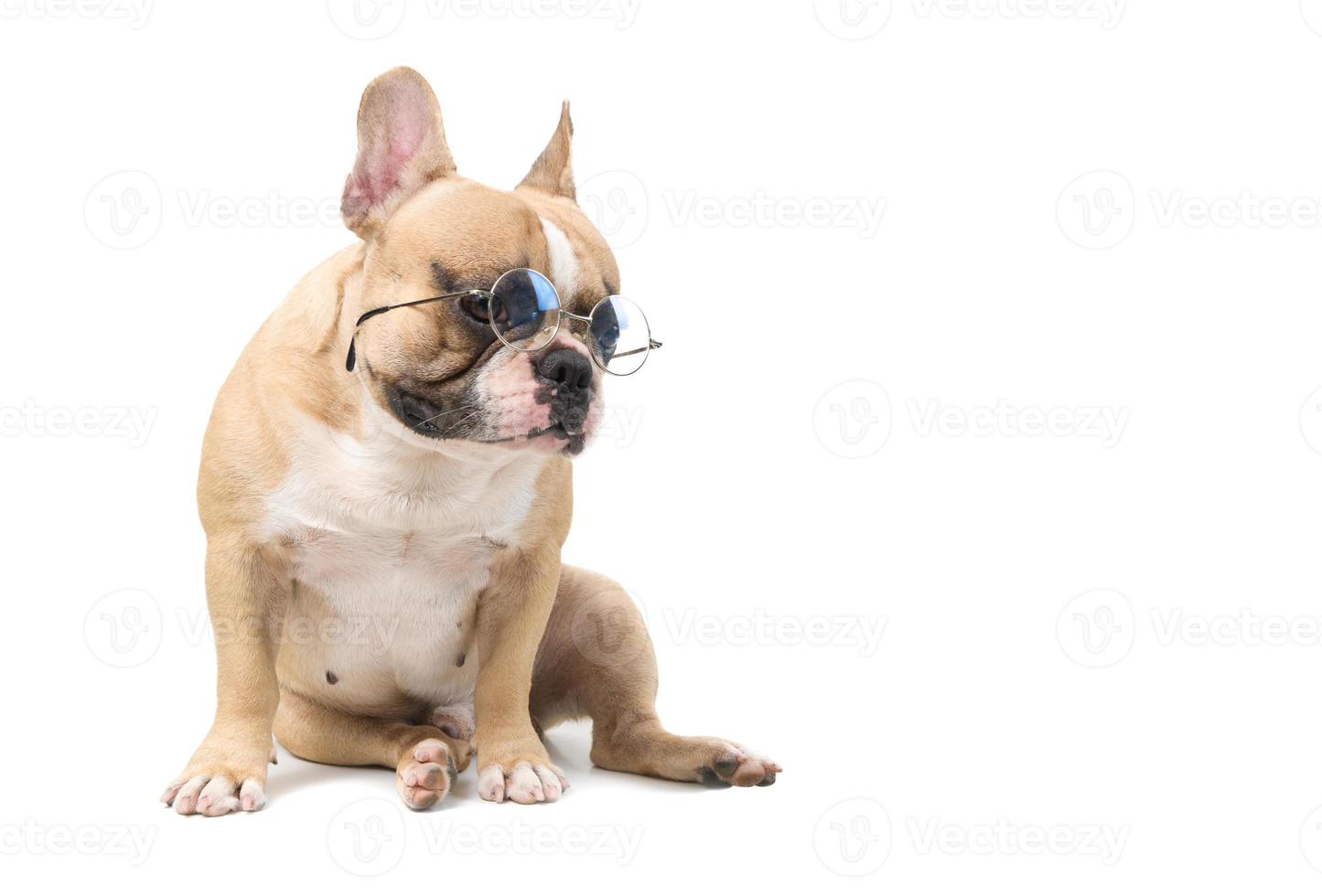 cute french bulldog wear glasses sitting isolated on white background, photo