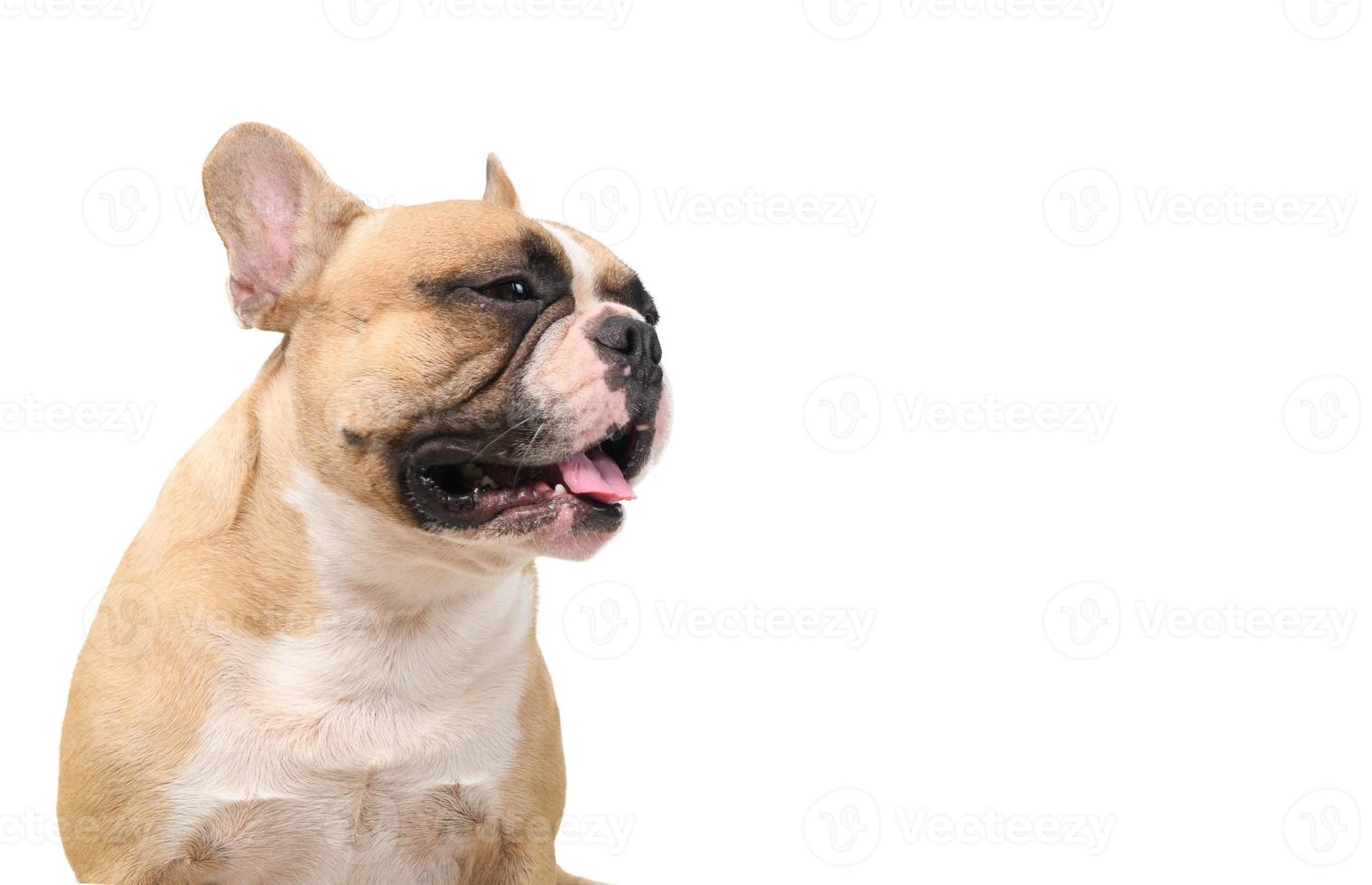 francés buldog sentado con lengua aislado en blanco fondo, mascotas foto