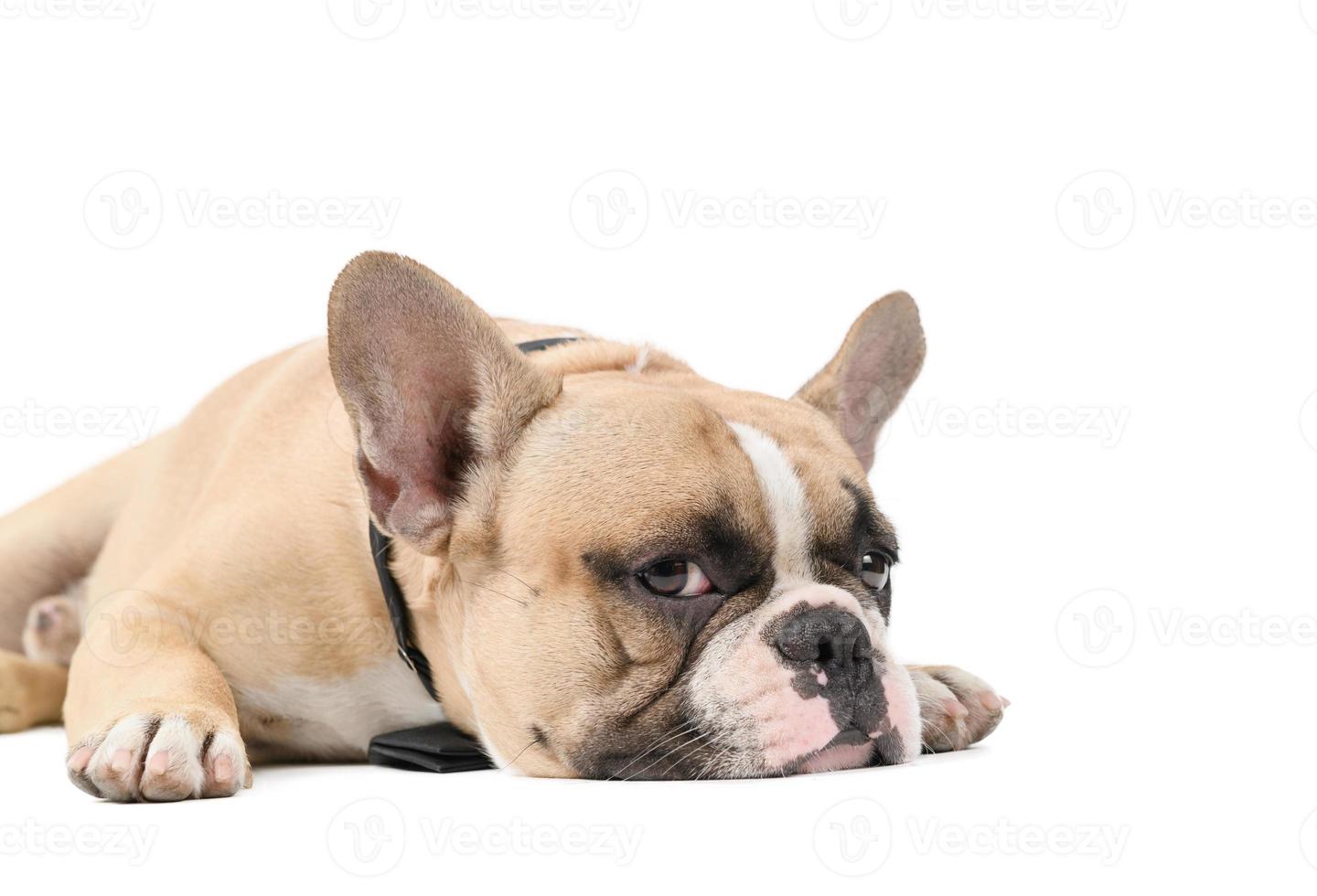 an anorexic french bulldog lying on a white background, photo