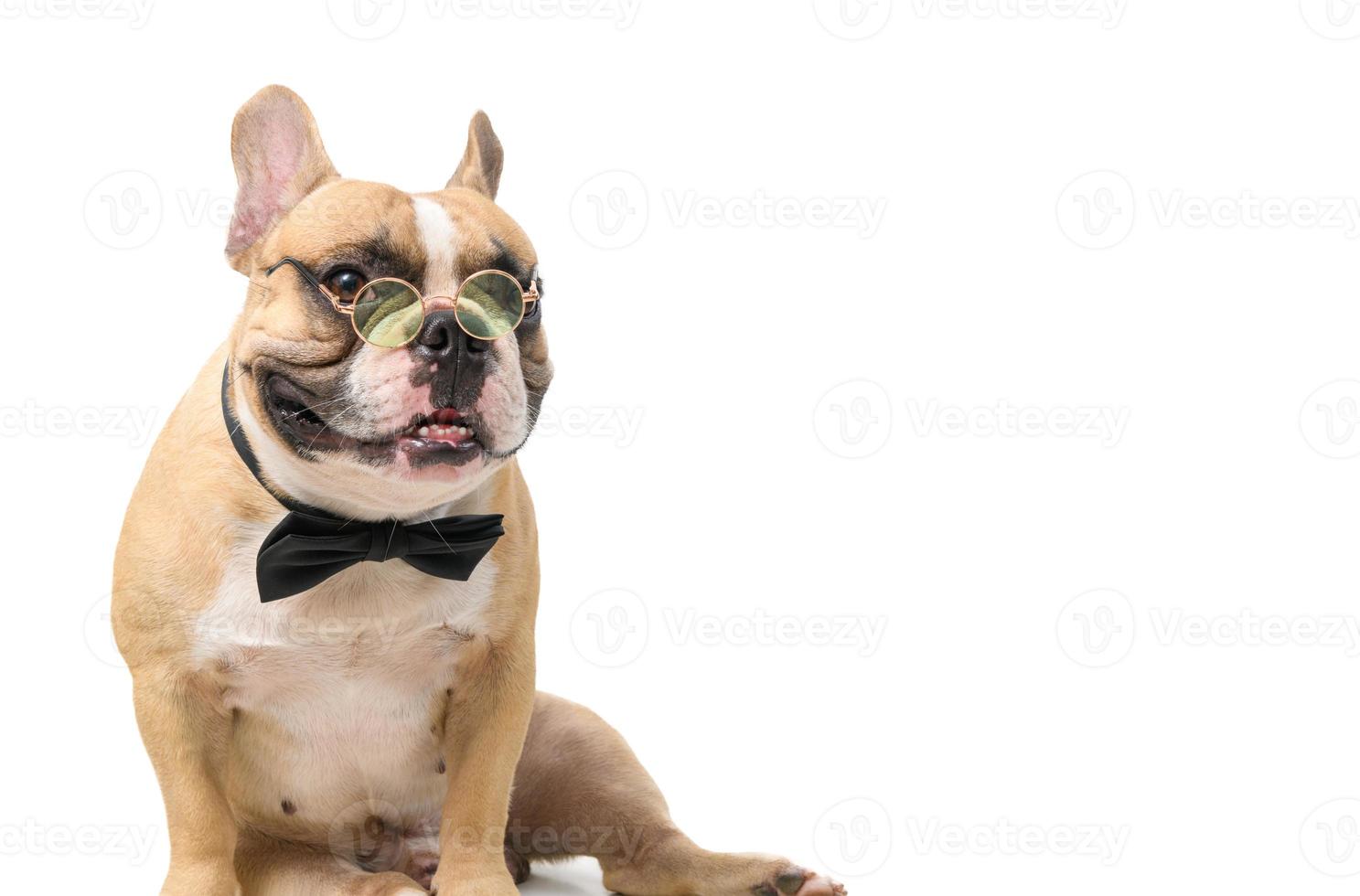 cute french bulldog wear glasses with black bow tie and look at camera isolated photo