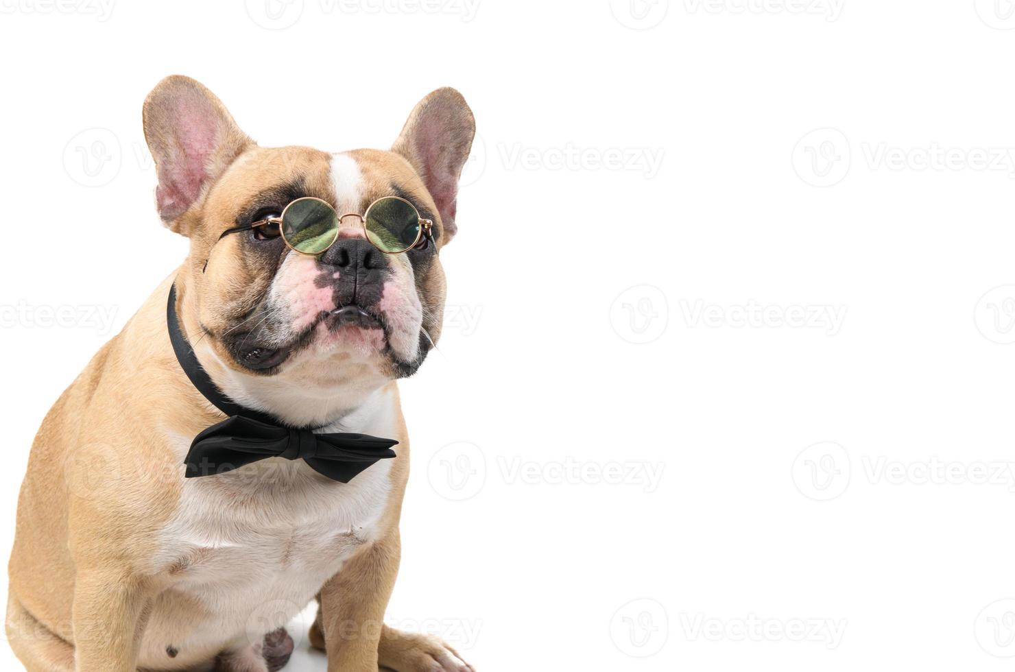 cute french bulldog wear glasses with black bow tie and look at camera isolated photo