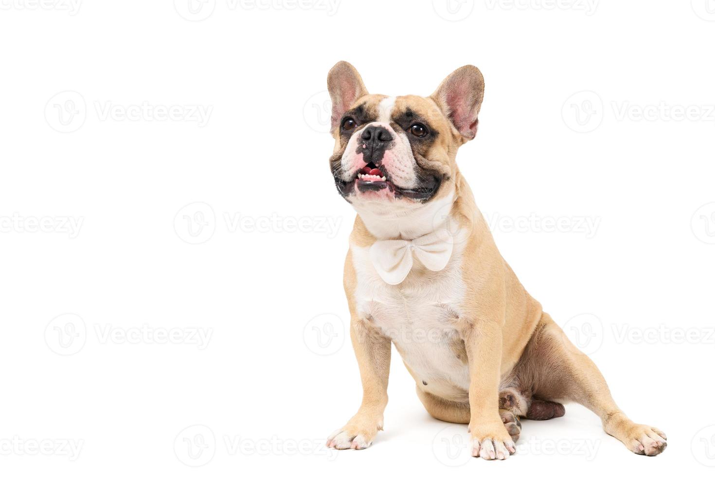 portrait of cute french bulldog wear white bowtie and sitting isolated photo