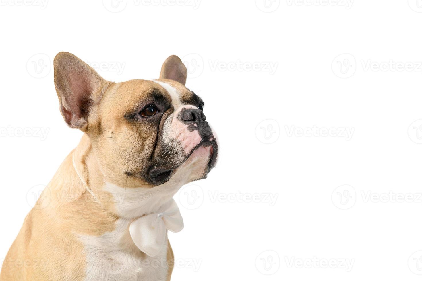 retrato de francés buldog vestir blanco corbata de moño aislado en blanco antecedentes foto