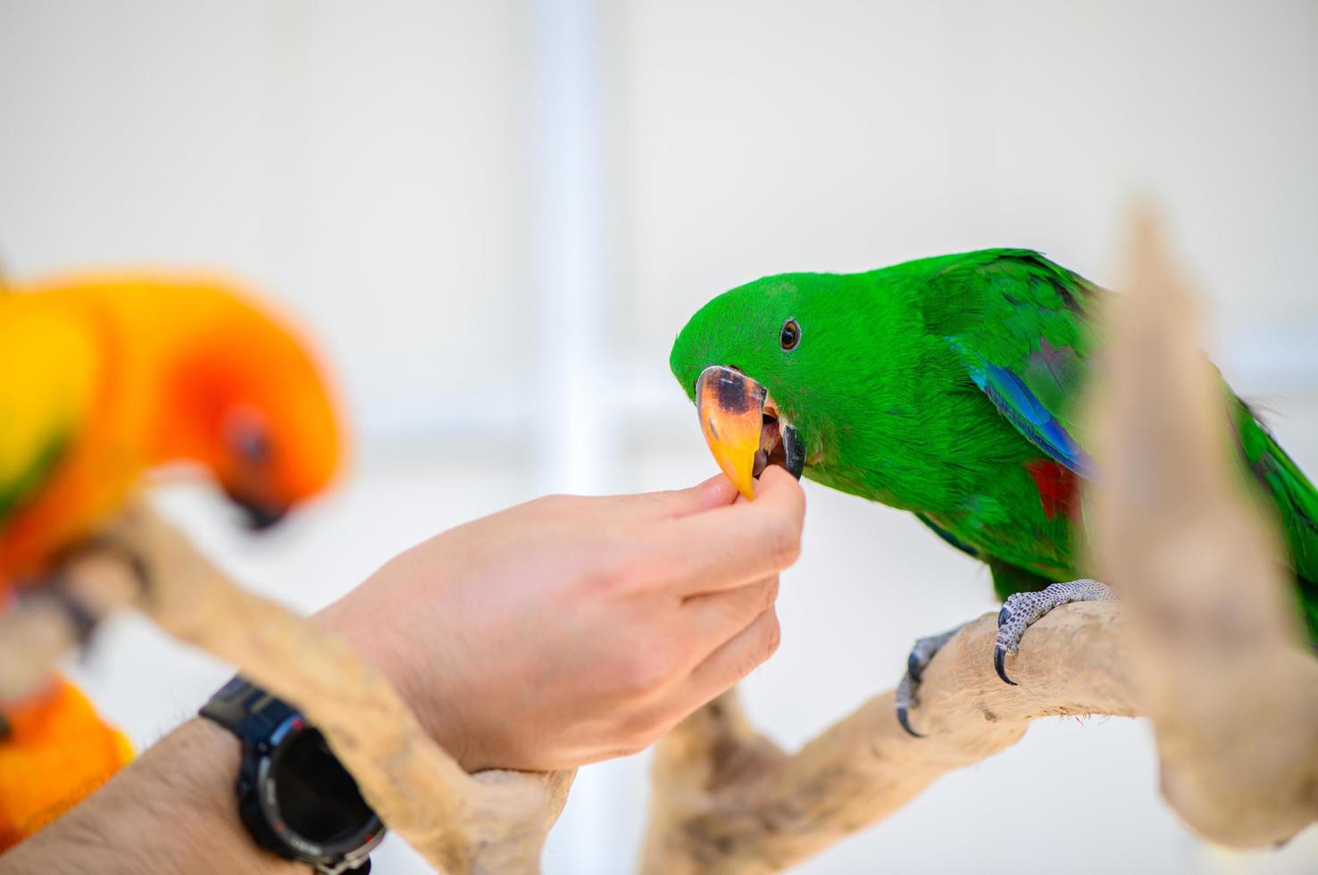 Hand man feeding foodgreen macaw parrot, pet bird concept photo