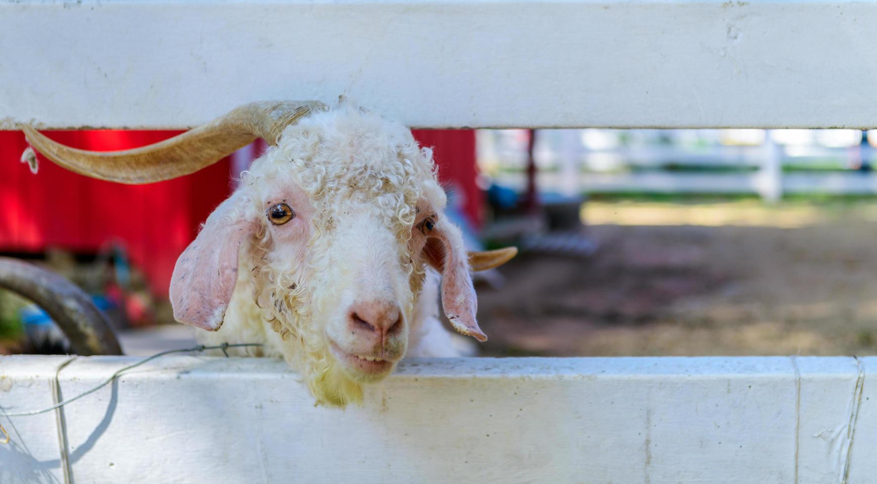 Cute ram behind wood fence, animal in farm concept photo