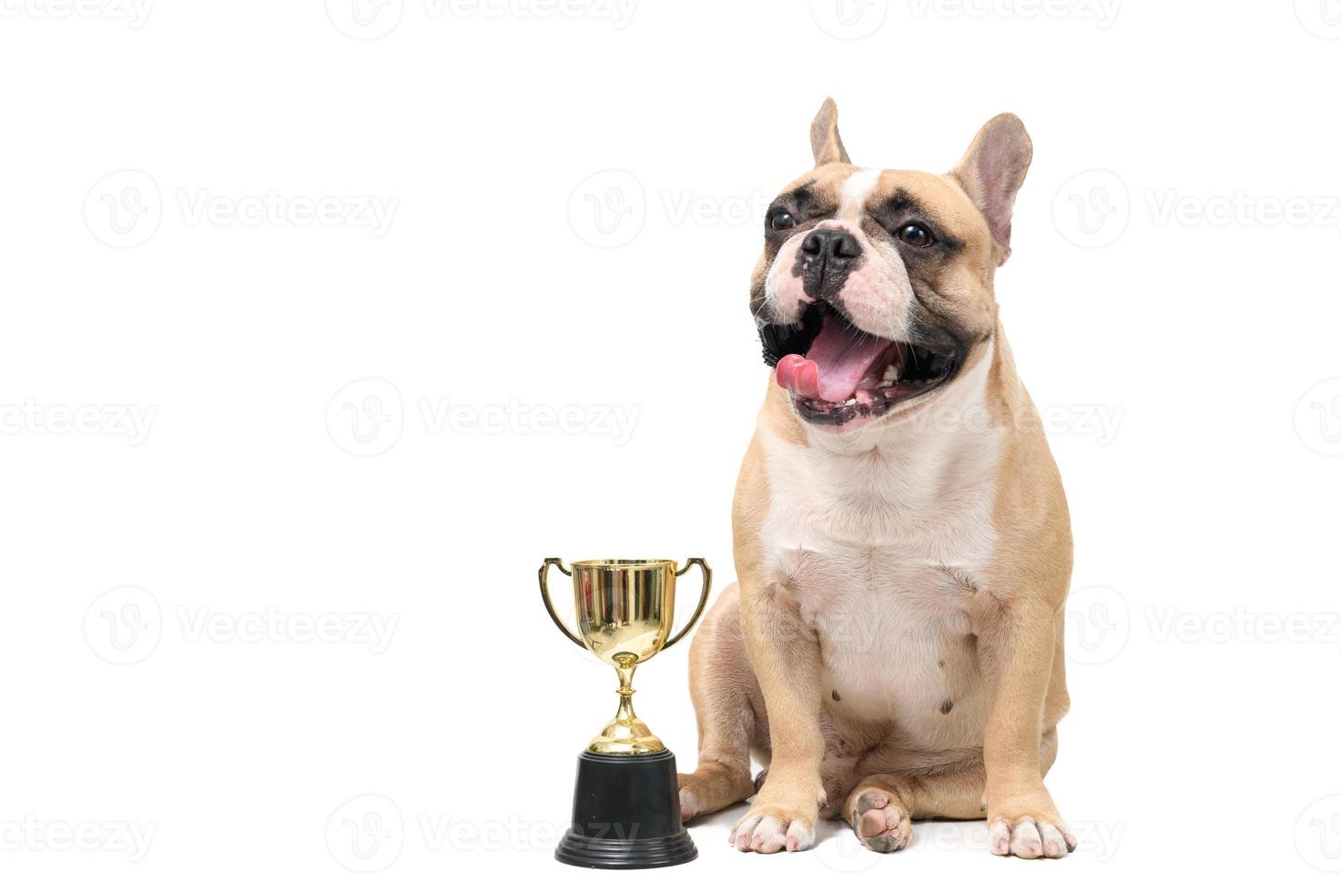 linda francés buldog sonrisa con trofeo aislado en blanco fondo, mascotas foto