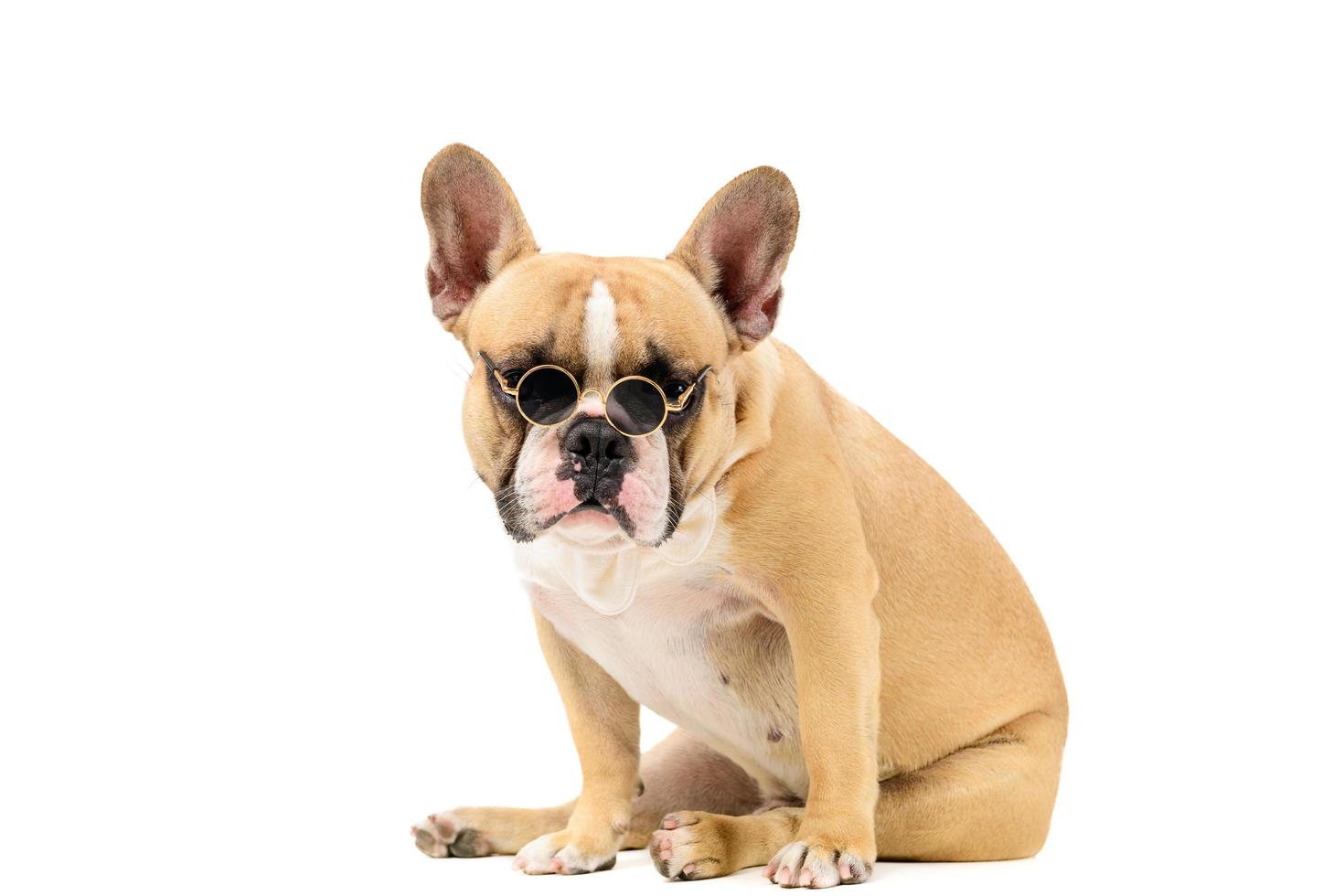 Cute french bulldog wear sun glasses and white bow tie sitting isolated photo