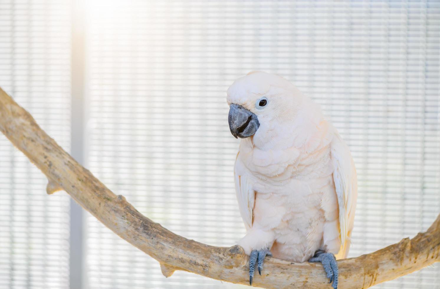 beautiful cute white parrot perched on a branch, pet bird photo