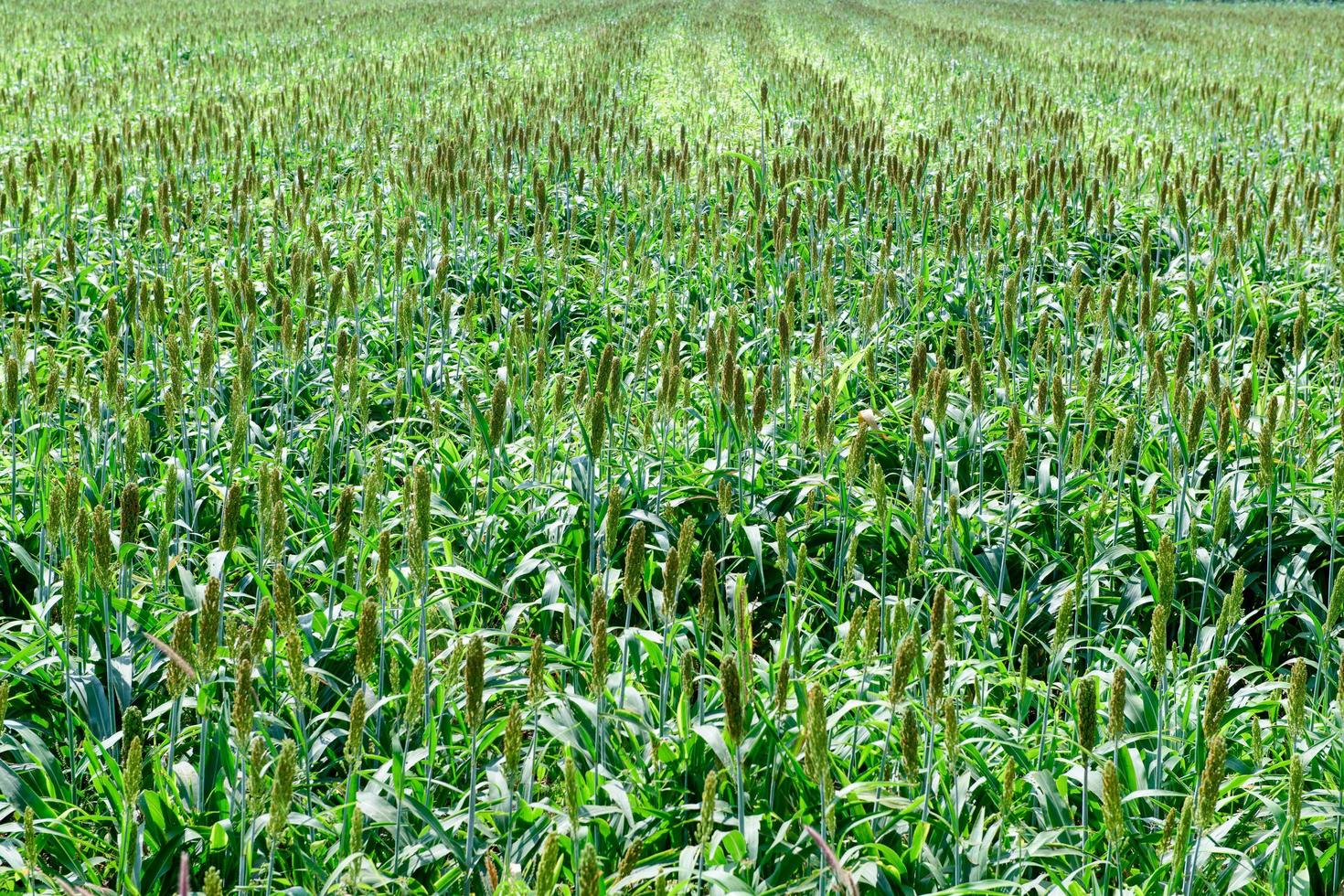 genial mijo campo en verano en podar Buri, agricultura planta foto