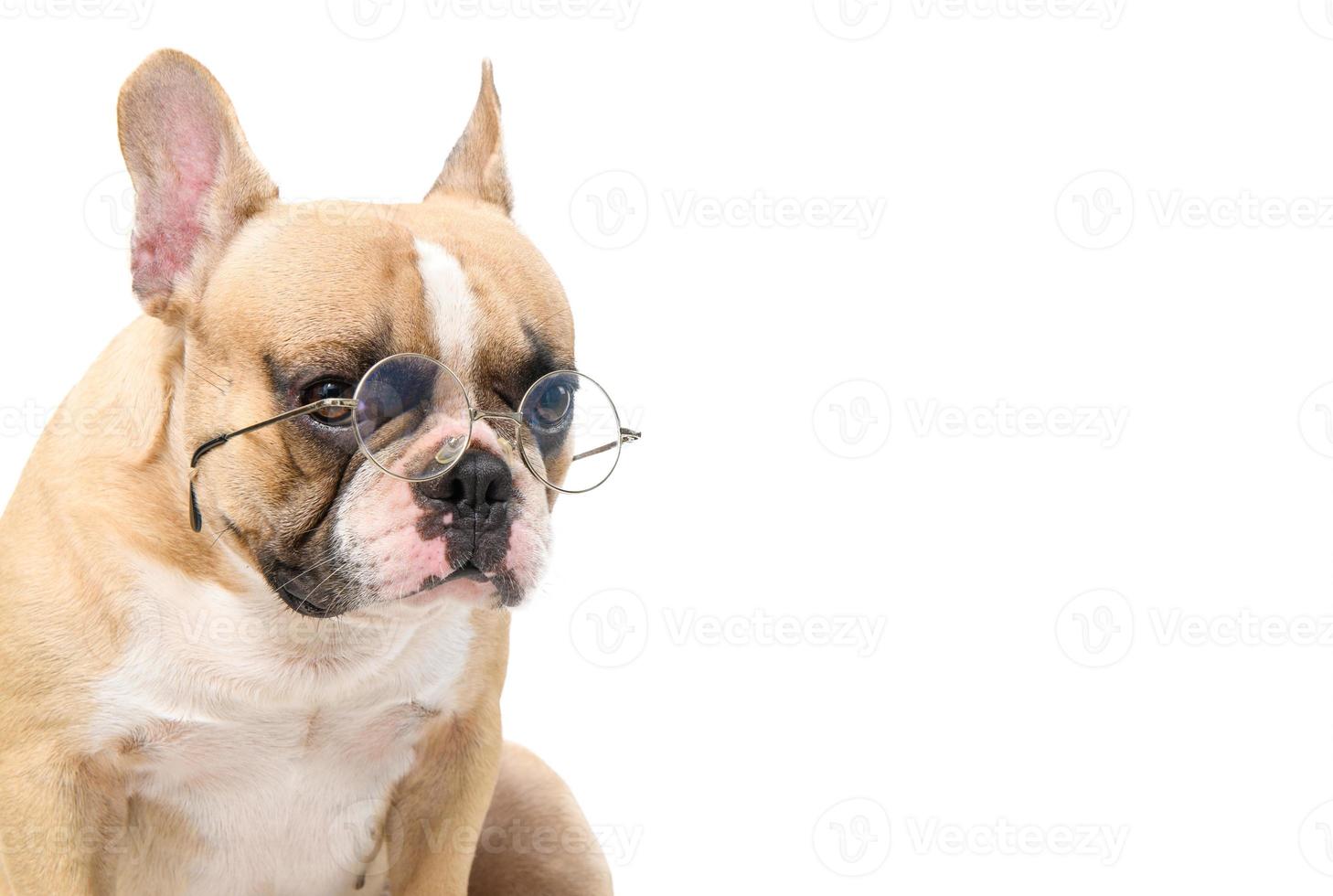 cute french bulldog wear eye glasses isolated photo