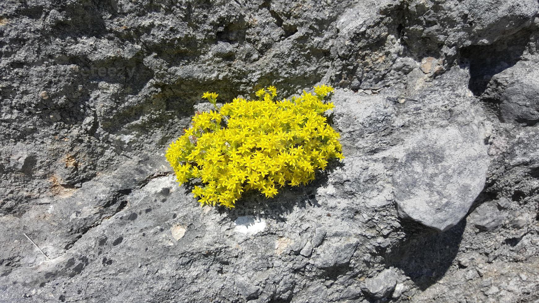 amarillo flores crecer mediante grietas en el roca. foto