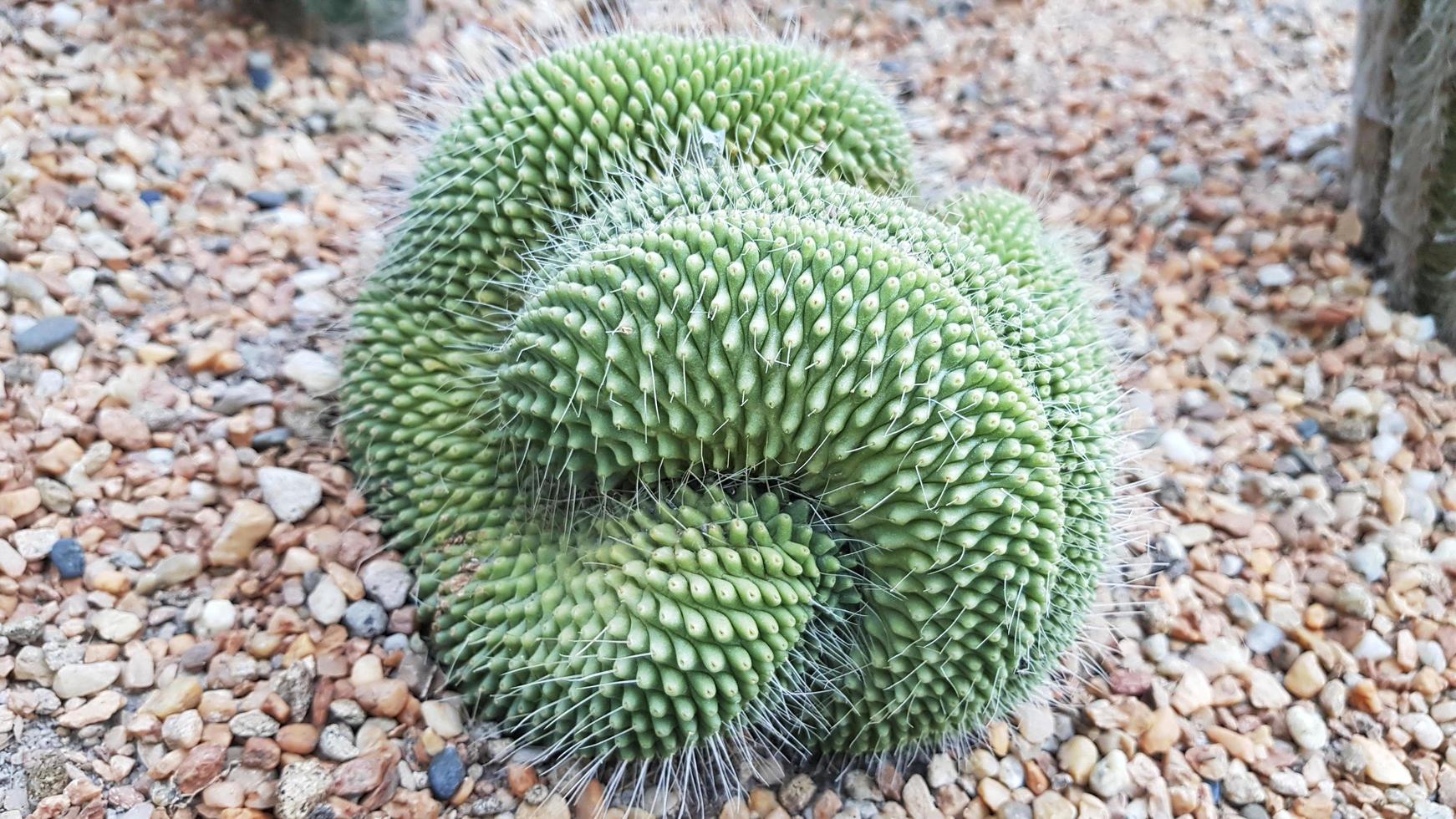 Green cactus plants. Forever green plants. Needles around. photo