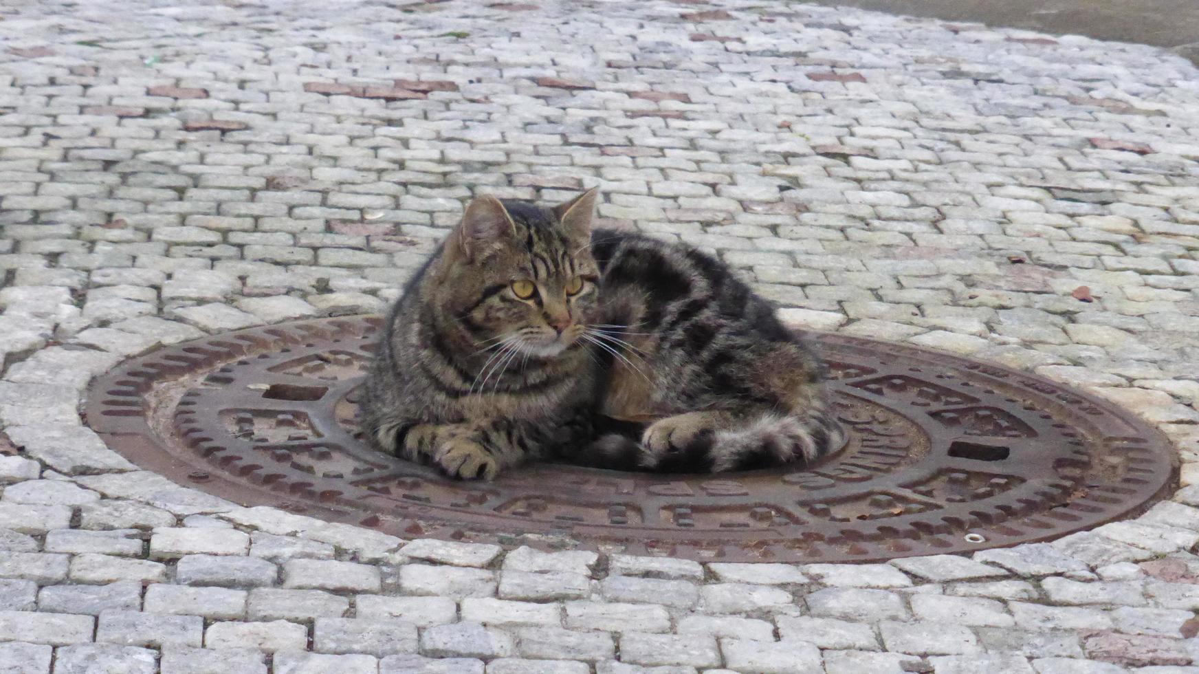 The cat is lying on the sewer cover. Basks. photo