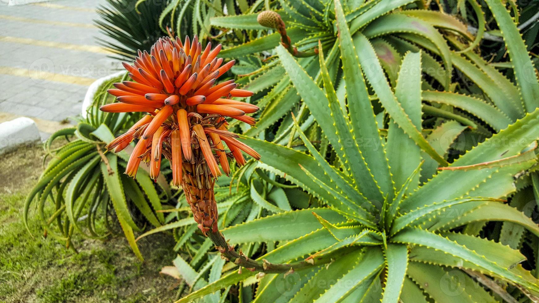 A red flower bloomed from the aloe. photo