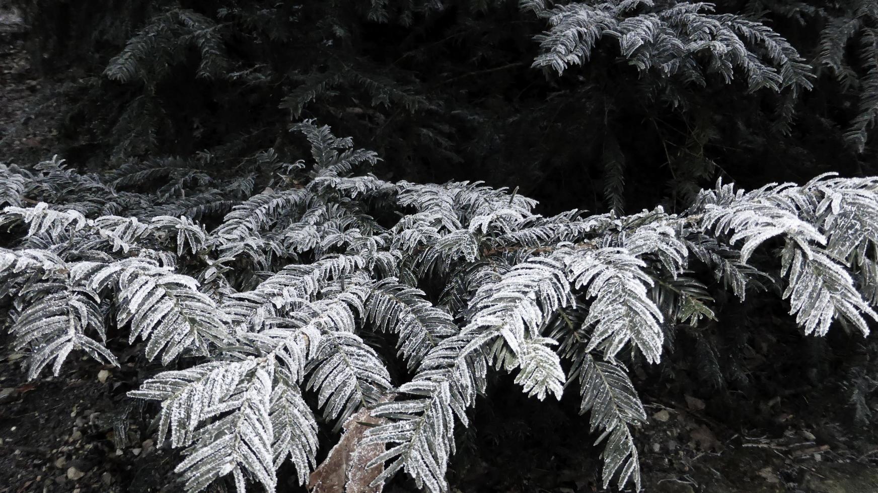 White frost covered the coniferous branches of trees. photo