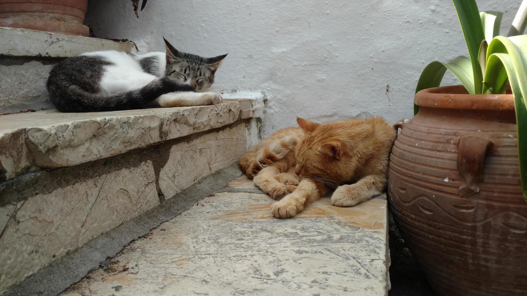 Sleeping cats on the stairs. photo