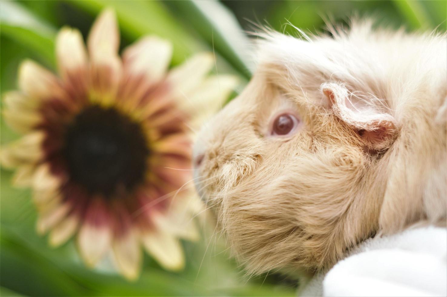 Garden Sunshine Guinea Pig photo